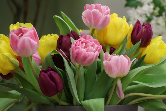 郁金香 多彩 花朵 - 上的免费照片