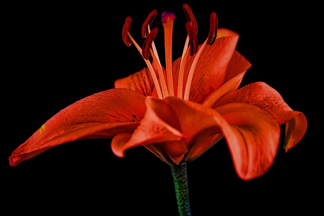 花 百合 花瓣 - 上的免费照片