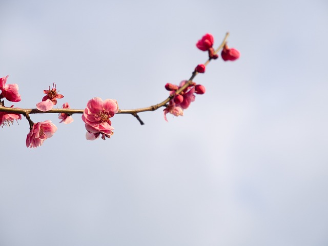 梅花 春天 鲜花 - 上的免费照片