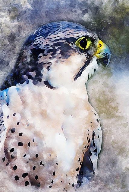 阿德勒 鸟 猛禽 - 上的免费图片