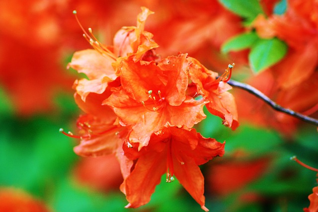 日本 植物 勒沃库森 - 上的免费照片