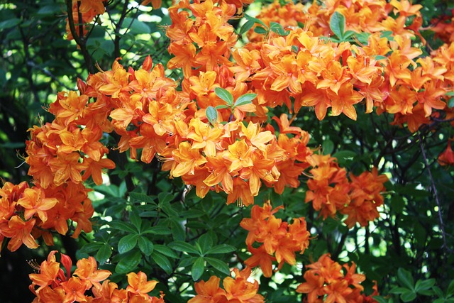 日本 植物 勒沃库森 - 上的免费照片