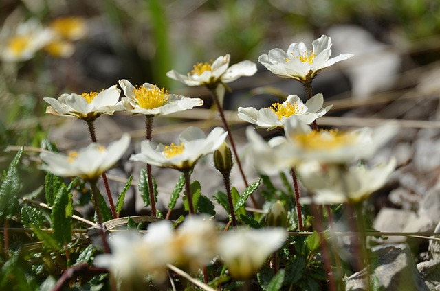 山 Avens 高山花 高山植物 - 上的免费照片