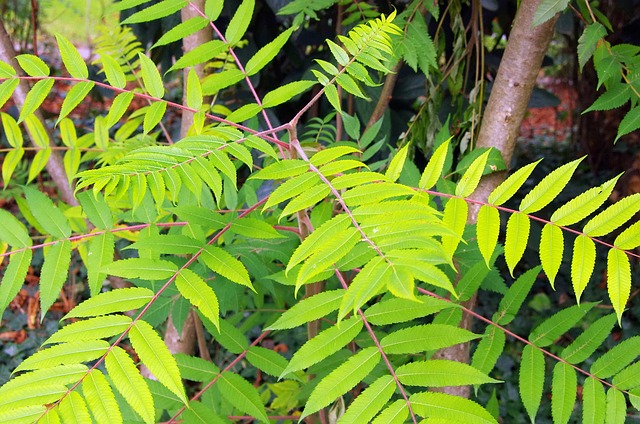 Sumac 盐肤木Typhyna 尖酸刻薄 - 上的免费照片