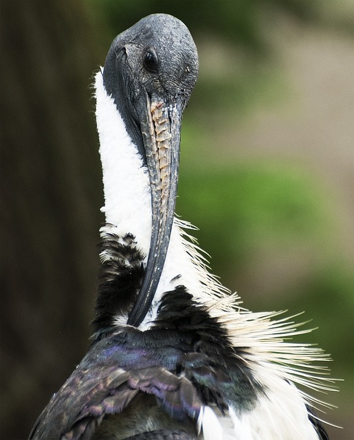 鸟 喙 羽毛 - 上的免费照片
