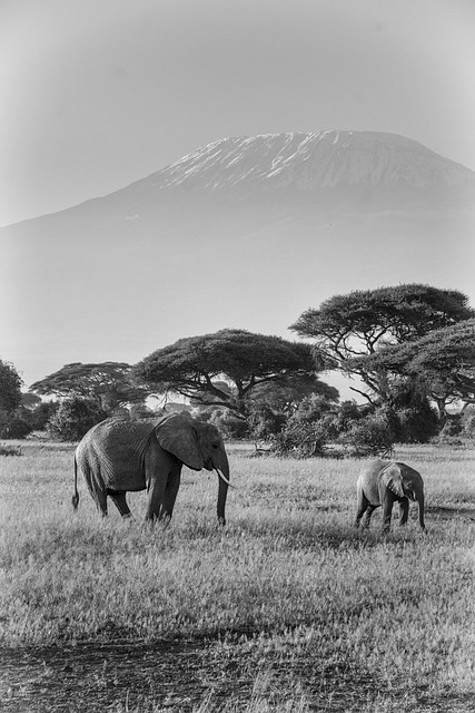 大象 非洲 苹果浏览器 - 上的免费照片