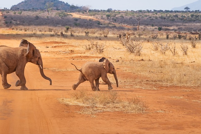 苹果浏览器 大象 景观 - 上的免费照片
