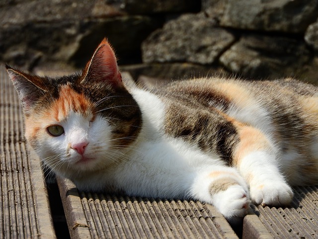 猫 有特殊需要 一个眼睛的 - 上的免费照片