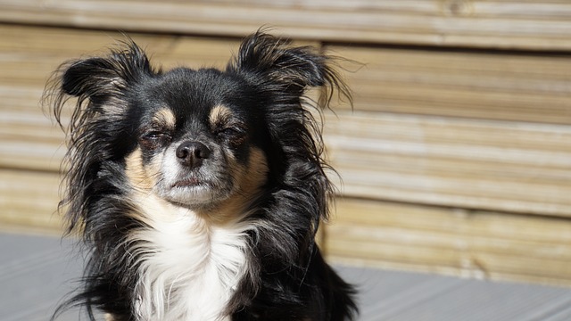 奇瓦瓦州 长长的头发奇瓦瓦州 狗 - 上的免费照片
