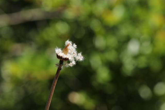 植物 千里光 老男人在弹簧 - 上的免费照片