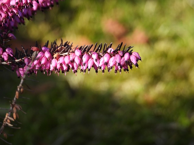 石南花 花Heather 紫色 - 上的免费照片