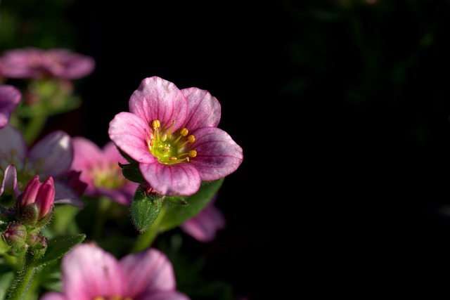 虎耳草 春天 Saxifraga阿皮诺粉红色 - 上的免费照片