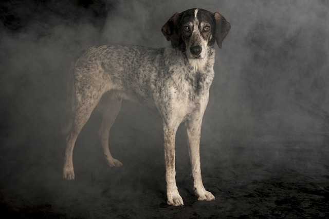 狗在雾 猎犬 雾机 - 上的免费照片