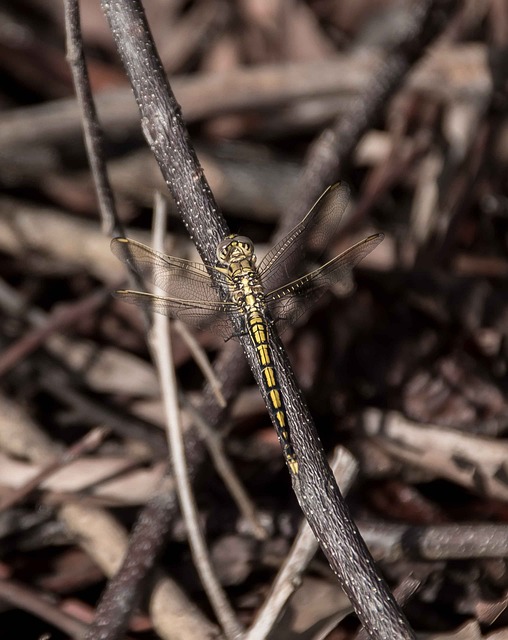 蜻蜓 蓝色的分离器 Orthetrum Caledonicum - 上的免费照片