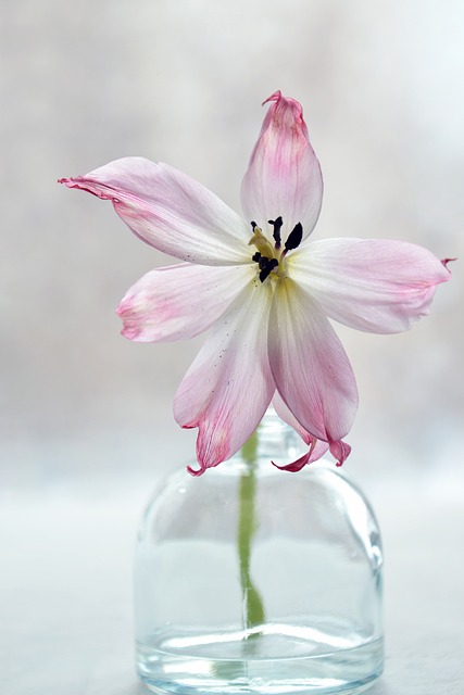 花卉 植物 花瓶 - 上的免费照片