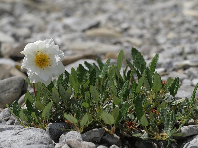 山 Avens 白色的 花 - 上的免费照片