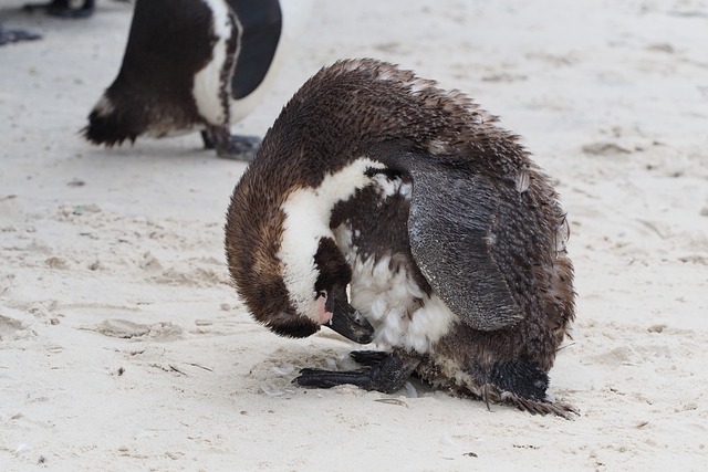 海滩 开普敦 自然 - 上的免费照片