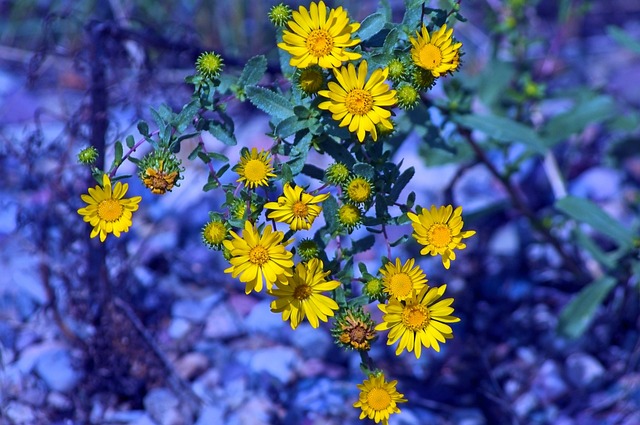 伟壮丽的黄色的野花 自然 花朵 - 上的免费照片