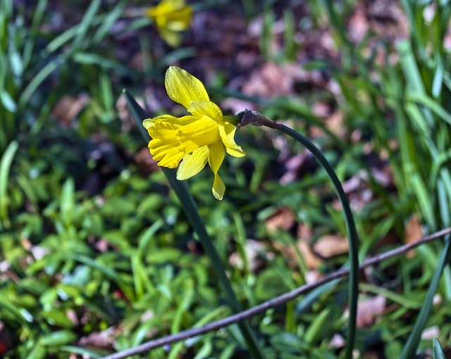 阿肯色州的背2019年的水仙花 花园 盛开 - 上的免费照片