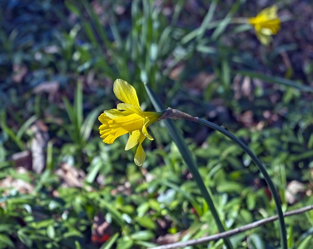 阿肯色州奥沙克2019年的水仙花 花园 盛开 - 上的免费照片