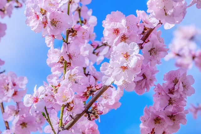 日本樱桃 树 春天 - 上的免费照片