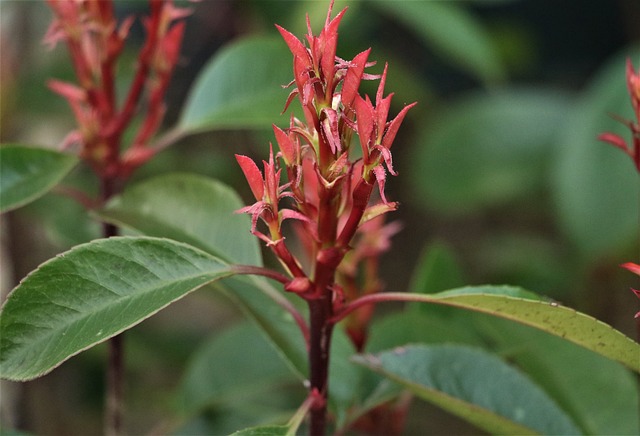 植物 花园 枫 - 上的免费照片