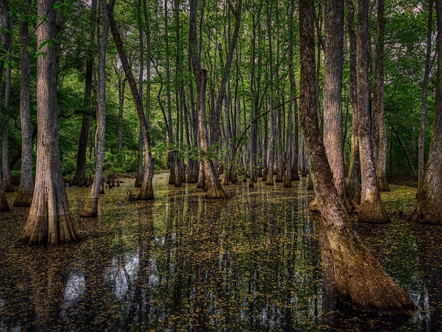 密西西比州 美国 沼泽 - 上的免费照片