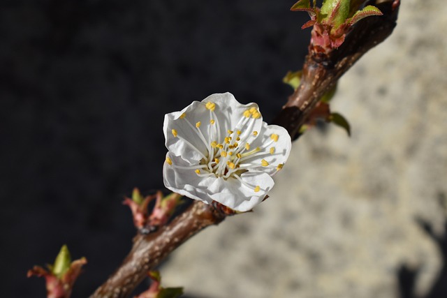 开花 杏花 杏子 - 上的免费照片