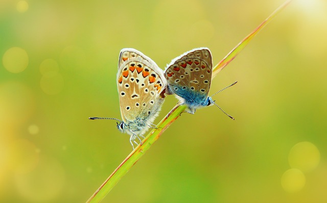 蝴蝶 昆虫 植物 - 上的免费照片