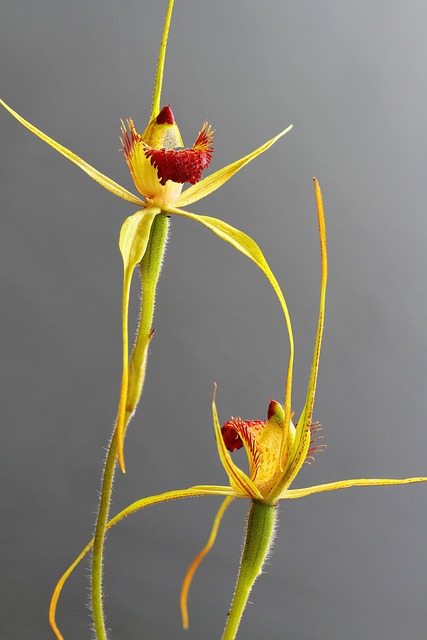 Caladenia Procera Carbunup王蜘蛛 注重叠 - 上的免费照片