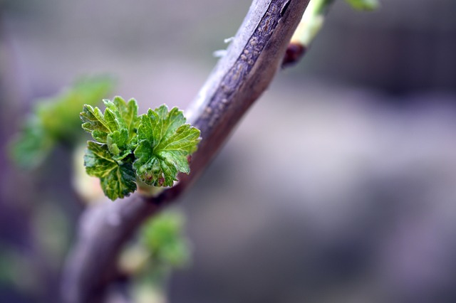 黑醋栗 开车 幼芽 - 上的免费照片