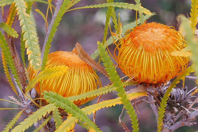 Dryandra Formosa Protoeaceae 注重叠 - 上的免费照片