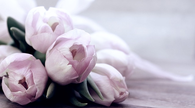 花朵 郁金香 春天 - 上的免费照片