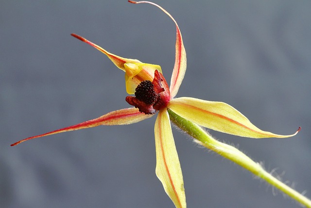 科乔纳普 跳蜘蛛兰花 Caladenia Macrostylis - 上的免费照片