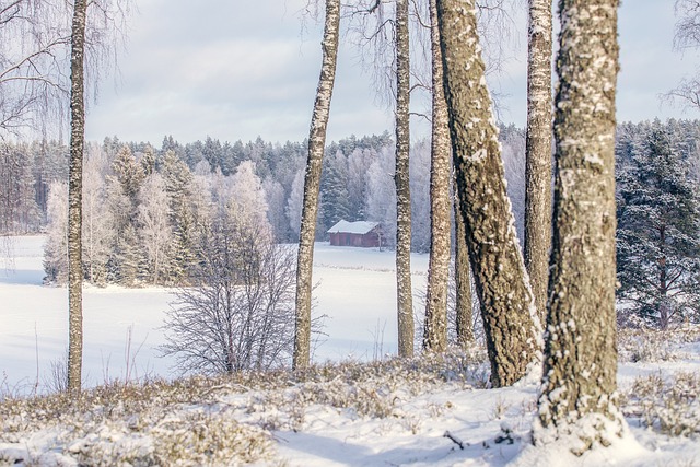 冬天 冬季景观 大自然 - 上的免费照片