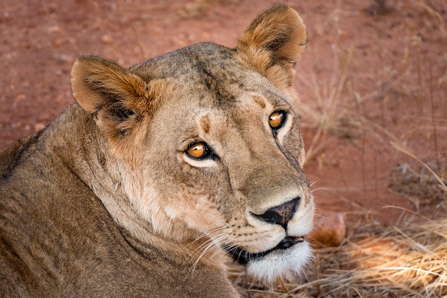 母狮 狮子 荒野 - 上的免费照片