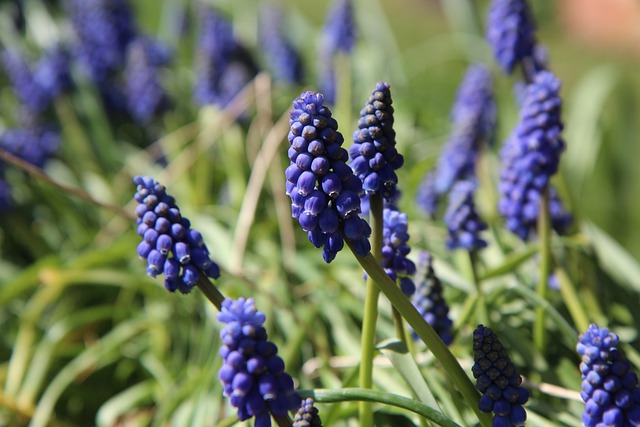 Muscari 鲜花 春天 - 上的免费照片