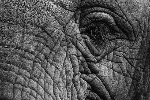 大象 眼睛 睫毛 - 上的免费照片