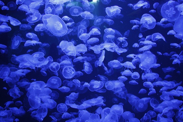 海蜇 水族馆 Ozeaneum - 上的免费照片