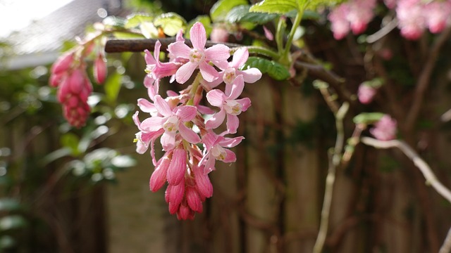 Ribes 布什 粉红色 - 上的免费照片