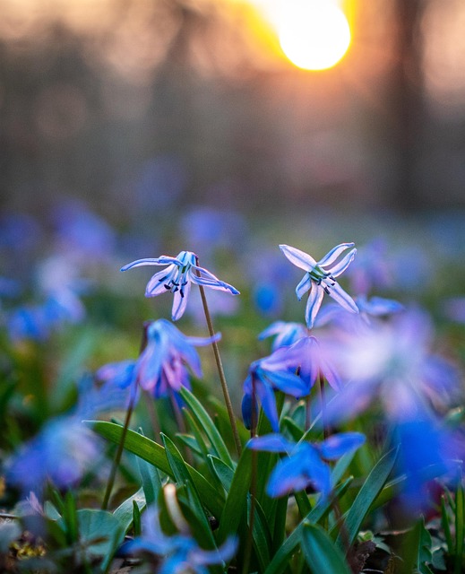 绵Siberica 绵 花 - 上的免费照片
