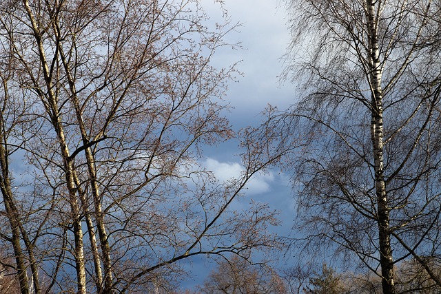 树 桦木 悬空的 - 上的免费照片