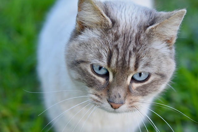 猫 猫Nala 猫的眼睛 - 上的免费照片