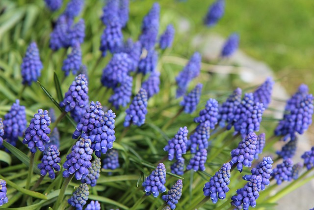Muscari 开花 蓝色的 - 上的免费照片