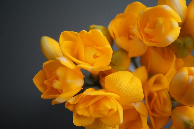 春天的花朵 小苍兰 黄色花 - 上的免费照片