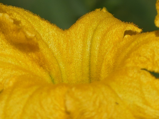 祖卡 菲奥雷 花 - 上的免费照片