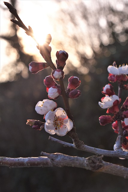 杏花 杏 树 - 上的免费照片