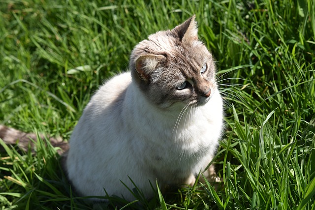 猫 猫Nala 蓝色眼睛的猫 - 上的免费照片