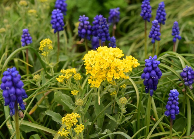 鲜花 花Muscari 葫芦集群 - 上的免费照片