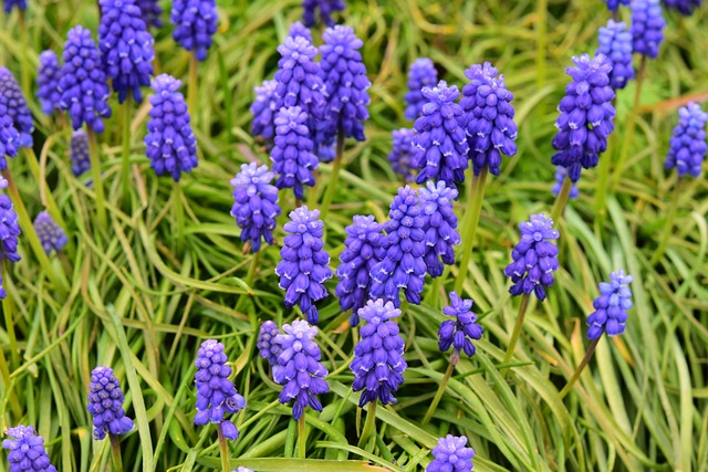 鲜花 Muscari 葫芦集群 - 上的免费照片